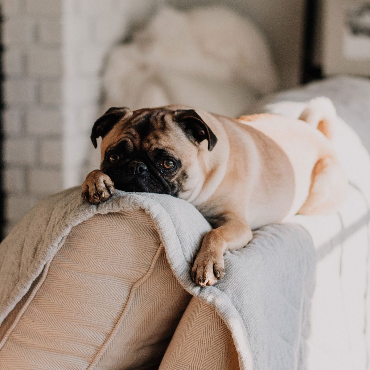 Dog on couch blog-8